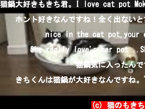 猫鍋大好きもきち君。I love cat pot Mokichi  (c) 猫のもきち